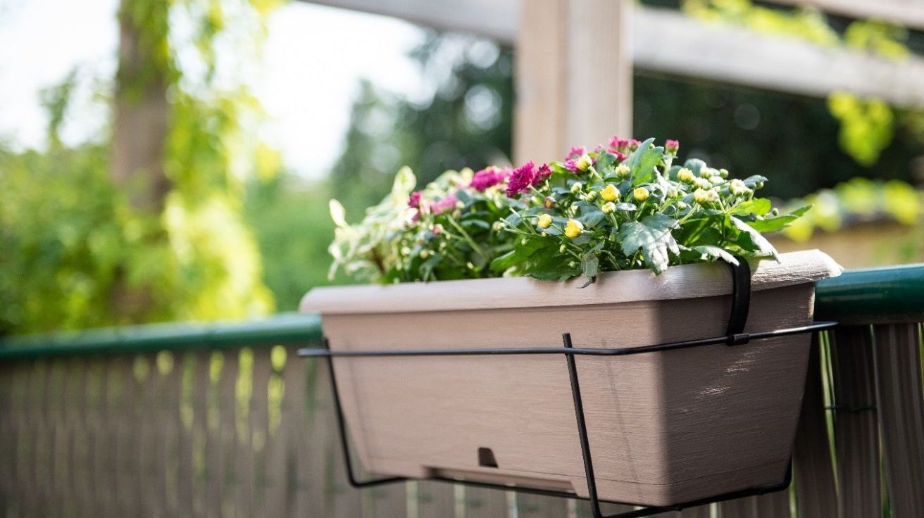 Cette plante de balcon résiste à -10 °C : elle conserve son feuillage tout l’hiver